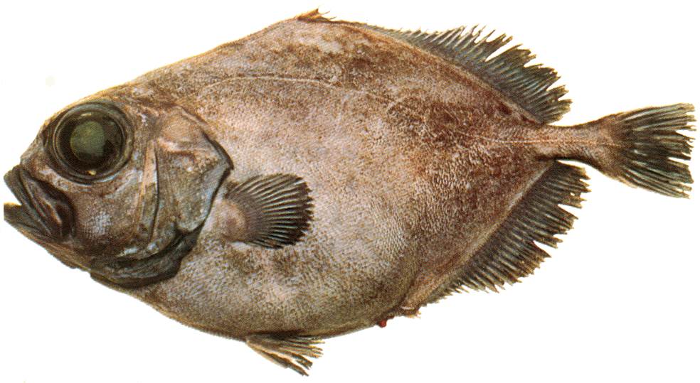 Smooth Oreo Dory